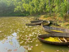 -合肥滨湖国家森林公园