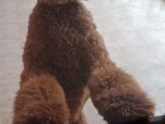 -翊宠yipet猫狗购宠庄园犬舍•猫舍