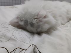 -纳吉亚猫专科动物诊疗中心(蒋宅口分院)