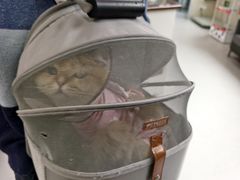 -谐和益家动物医院·免疫绝育·血液透析·宠保定点医院(高新伊藤分院)