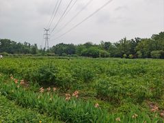 -桤木河湿地公园