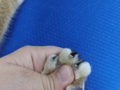 -博特宠物医院24h犬猫全科.骨科·异宠