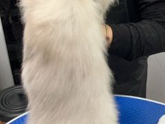 -瑞鹏宠物医院犬猫全科(真大分院)