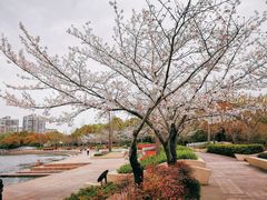 -新江湾城公园