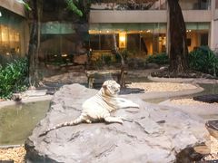 -白虎自助餐厅·真老虎·景观自助餐厅(广州长隆酒店)