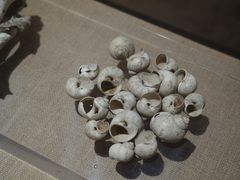 -烟台市博物馆