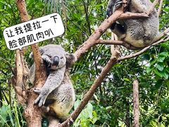 -广州长隆野生动物世界