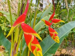 -中国科学院西双版纳热带植物园