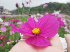 -红山村