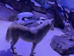 -上海海昌海洋公园-冰山北极馆
