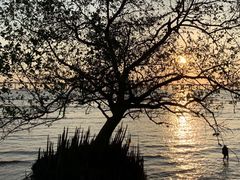 -宝安西湾红树林湿地公园