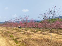 -天适樱花悠乐园