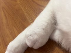 -艾贝尔宠物医院·24H转诊中心·肿瘤猫专科(江宁双龙店)