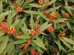 -映月湖公园