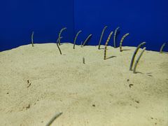 -上海海洋水族馆