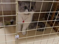 -瑞鹏宠物医院·骨科·猫科·内科(第一中心)