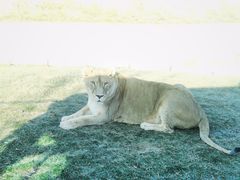 -北京野生动物园
