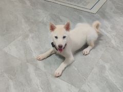 -翊宠yipet猫狗购宠庄园犬舍•猫舍