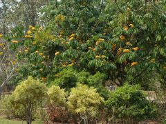 -中国科学院西双版纳热带植物园