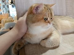 -藏猫猫咖啡主题馆(中央大道店)