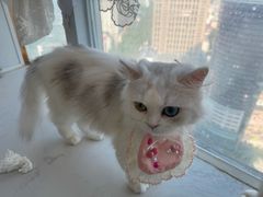 -共舞时光猫咖·狗咖(新街口店)