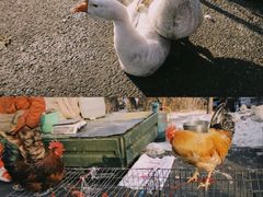 -蒲河大集