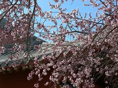 -桃花堤公园