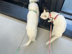 -喜多萌中农锦绣动物医院24H·猫科·牙科MRI·CT