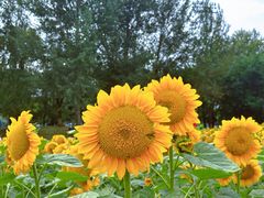 -长白岛森林公园