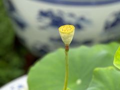 -拙政园