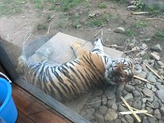 -横道河子东北虎林园