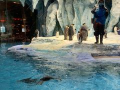 -帝企鹅自助餐厅•儿童岛•真企鹅(长隆企鹅酒店)