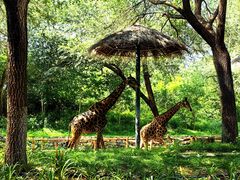 -北京野生动物园