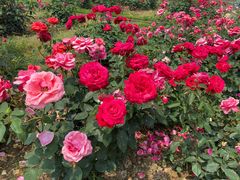 -武汉紫薇都市田园