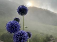 -白草畔自然风景区