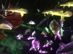 -沙沙哗啦海洋馆(华宇百花谷店)