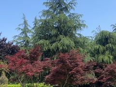 -铁山坪森林公园