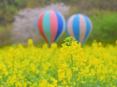 -苏州上方山国家森林公园