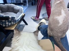 -琪喵猫屋·撸猫猫咖·猫舍