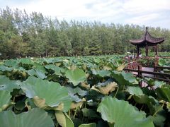 -合肥滨湖国家森林公园