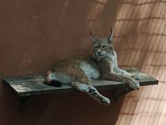-青藏高原野生动物园