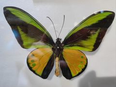 -上海昆虫博物馆