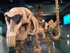 -墨尔本博物馆(Melbourne Museum)