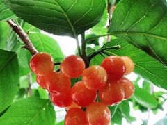 -樱桃山旅游景区