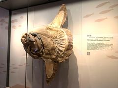 -上海自然博物馆