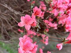 -木兰云雾山
