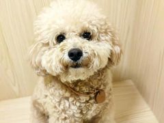 -宠物之家Pets Home 宠物寄养酒店