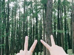 -上海共青森林公园