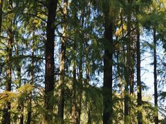 -上海共青森林公园