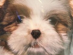 -美联众合爱康动物医院•复杂内科•肿瘤科•牙科•腔镜诊疗中心